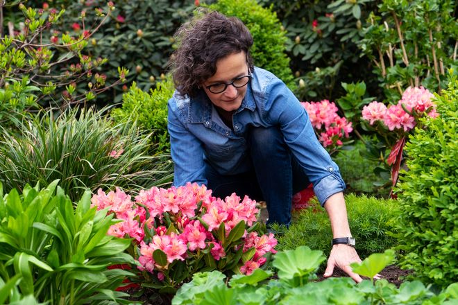 Farbenfroh und pflegeleicht: Rhododendren machen im Beet, im Kübel oder als Pflanzhecke eine gute Figur.